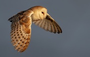 Mark Watson - Barn Owl At Twilight